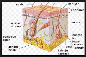 Kulit Sebagai Alat Indra Dan Organ Ekskresi Manusia Bagian Bagian Dan Fungsinya