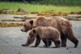 Pin On Animals