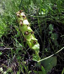 Image result for Satyrium macrophyllum