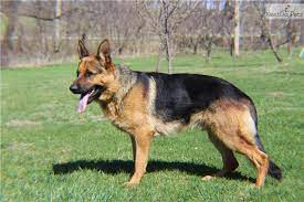 Are you looking for german shepherd puppies in new hampshire? Marmaduke German Shepherd Puppy For Sale Near Kansas City Missouri C13c754c 2781