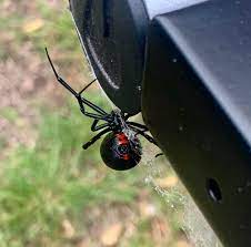 What do bed bug bites look like? Biggest Southern Black Widow I Ve Seen And The First One With The Patch Near The Spinnerets Spiders