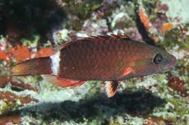 Image result for Oxyrhachis gracillima