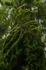 Image result for Huperzia afromontana