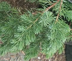 Image result for Carex conferta