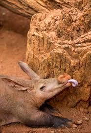 Aardvark Long Snouted Ant Eating Burrowing Mammal Of South Africa Animals Weird Animals Interesting Animals