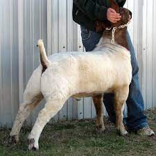 37 Boer Goats Ideas Boer Goats Goats Goats For Sale