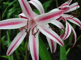 Image result for Crinum jasonii