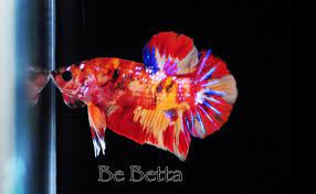 fancy koi hmpk หม อฮาฟหางส น โค ย by be betta by be betta be betta ikan cupang ikan