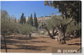 Die schönen bäume, blumen und vögel laden zur erholung ein. Leinwandbild Garten Gethsemane In Israel Pixers Wir Leben Um Zu Verandern