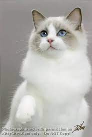 Bay area animal rescue crew (baarc) was born august 2015 from a group of friends with a passion and love for saving animals. Ragdoll Cat Breeders California Kittysites Com