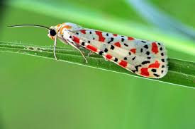 Image result for Pyla fusca