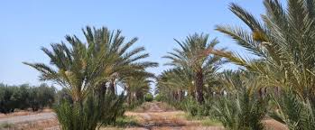 See more of date palm resort on facebook. Improving Fertilization Management Practices Of Date Palm Trees Under Moroccan Conditions African Plant Nutrition Institute Apni