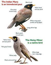 Indian Myna Control Hastings Landcare