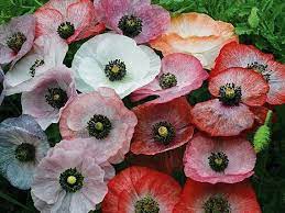 Pin On Heirlooms Flowers
