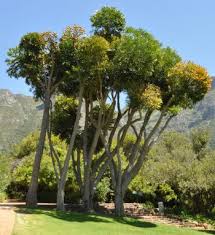 Image result for Cussonia sessilis