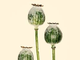 Poppy seed muffins have poppy seeds in them. Why Harvest Opiates When You Can Get Yeast To Produce Them Wired