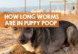 All dogs and puppies should be dewormed. How Long Will My Puppy Poop Worms After Deworming