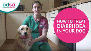 Plenty of water helps prevent dehydration that can occur due to excessive diarrhea. Diarrhoea In Dogs Pdsa