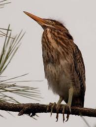 Ugly Bird From Finding Dory Baby Green Heron Green Heron World Birds Heron Photography