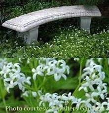 Image result for Galium stenophyllum