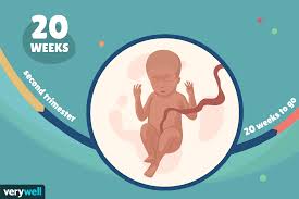 20 Weeks Pregnant Baby Development Symptoms And More