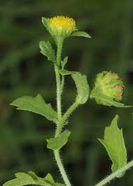 Image result for Grangea maderaspatana