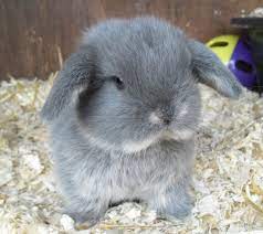 Mini Lop Rabbits For Sale In Bury St Edmunds Pets4homes Mini Lop Rabbit Mini Lop Rabbits For Sale