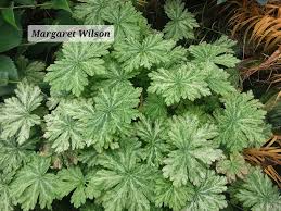 Image result for Dasylepis eggelingii