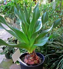 Image result for Drimia altissima