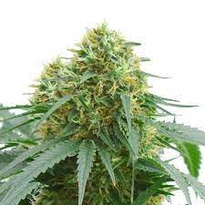 Willie Nelson Feminized Marijuana Seeds Pacific Seed Bank