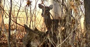 Hunter Dies In Arkansas After Deer He Shot Attacks Him