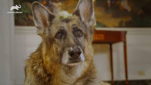 Joe biden's german shepherd champ passed away this weekend. Puppy Bowl Xvii Will Feature Champ And Major Biden And A Message From The First Lady Wkrc