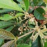 Image result for Vitex madiensis