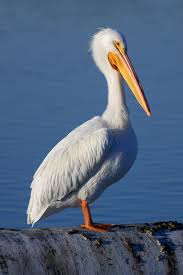 Big Bird With Large Beak 12 Bird With Long Beak Explain With Pictures Pet Birds Sea Birds Bird