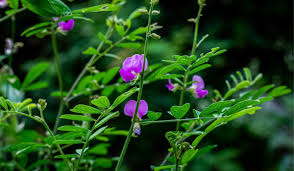 Image result for Tephrosia purpurea