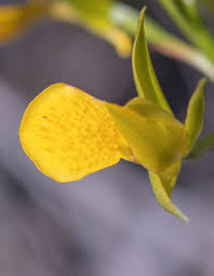 Image result for Orthochilus