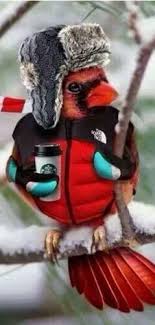 Cardinal Bird Wearing A Parka Hat Holding A Starbucks Coffee Art Winter Humor Spring Forward Animals
