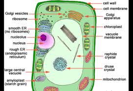 Plant cell picture plant cell labeled plant cell organelles animal cell parts plant cell diagram plant cell project facts about plants plant and animal cells cell wall. Cell Structure By Chaucer Ruland