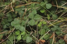 Image result for Rhynchosia zernyi