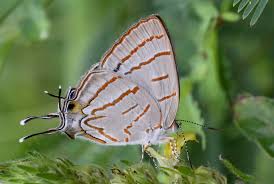 Image result for Olax obtusifolia