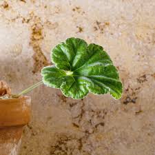 Image result for Coleus cylindraceus