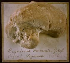 Image result for Requienia