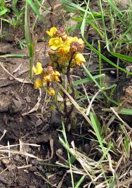 Image result for Alectra orobanchoides