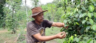 Pembayaran mudah, pengiriman cepat & bisa cicil 0%. Salut Sarjana Hukum Asal Gresik Ini Pilih Jadi Petani Lada Hitam