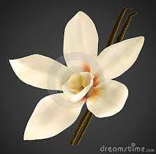 I grew my vanilla orchid on the east side inside screened porch. Pin On Plants