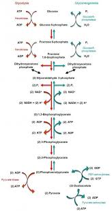 Biochemistry Tests For Food Macromolecules Answers Gluconeogenesis Relationship Between Glycolysis And Gluconeogenesis Erfolg Im Abitur Mit Zentral Lernen Ko In 2020 Biochemistry Science Biology Biochemistry Notes