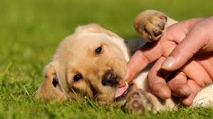 If the puppy chases after you, biting at your legs and feet, step over a baby gate, or pop him in his crate for a few minutes. Aggressive Puppy What To Do When Your Puppy Acts Aggressively