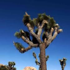 Took these (same flowers) sunday 4/11 in outback area behind hidden april 8 2021 meir reports: Flora And Fauna In Joshua Tree National Park