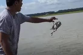 Baby Monkeys Are Beaten Thrown Into A Lake And Tortured To Death In Horrifying Youtube Videos Daily Mail Online