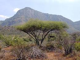 Image result for Acacia tortilis
